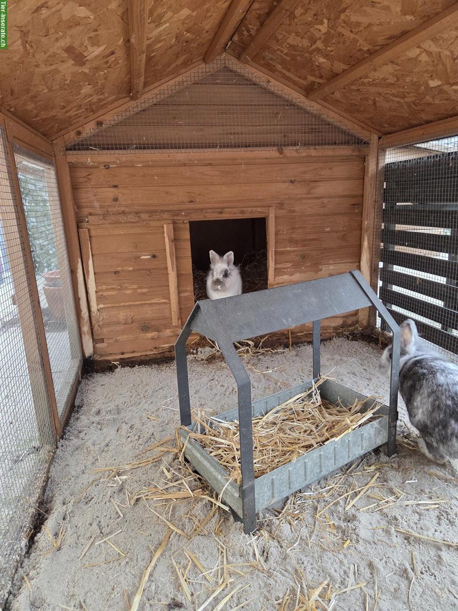 Bild 2: Zwergkaninchen (inkl. Stall) suchen neues Zuhause
