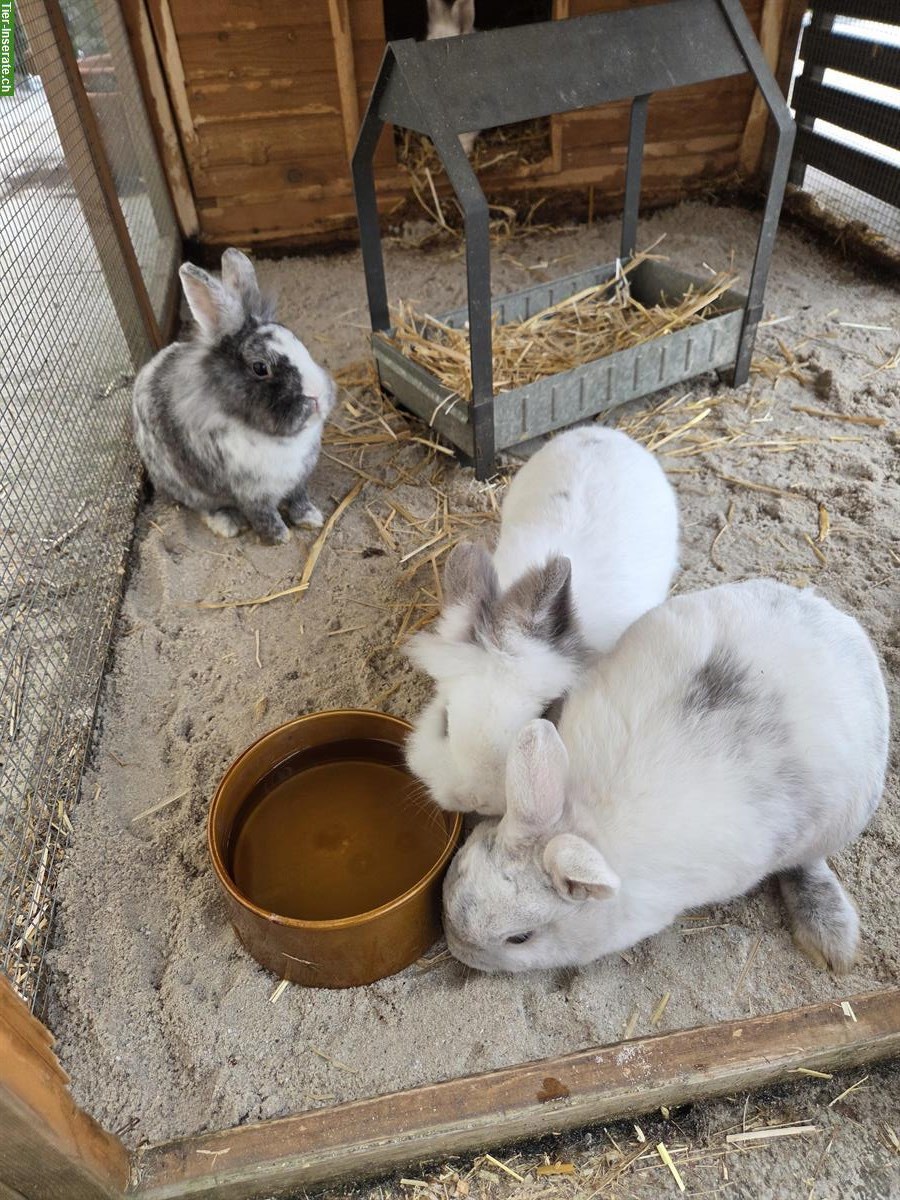 Bild 3: Zwergkaninchen (inkl. Stall) suchen neues Zuhause