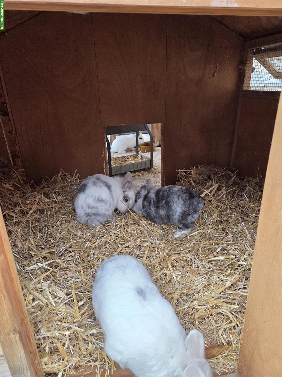 Bild 4: Zwergkaninchen (inkl. Stall) suchen neues Zuhause