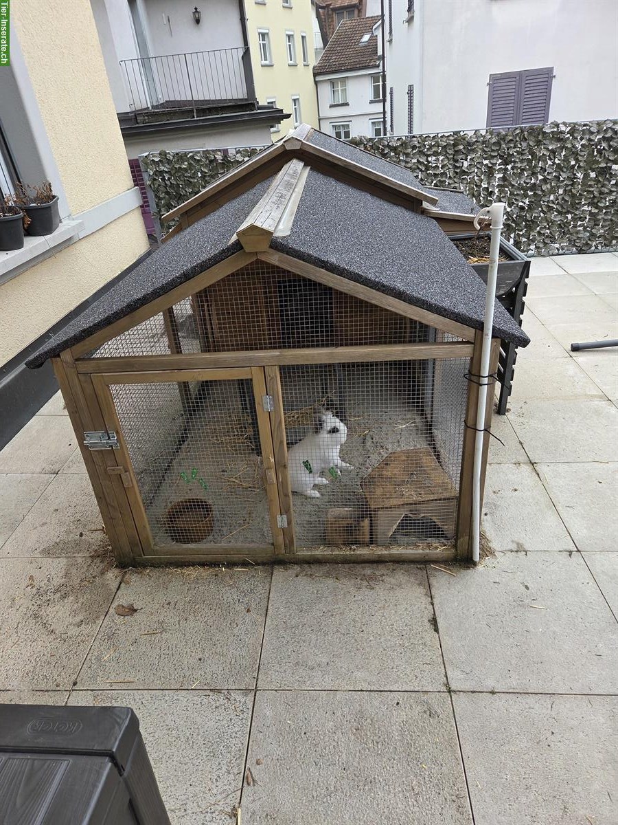 Bild 5: Zwergkaninchen (inkl. Stall) suchen neues Zuhause