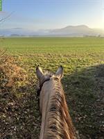 Reitbeteiligung für Quarterstute im Fricktal