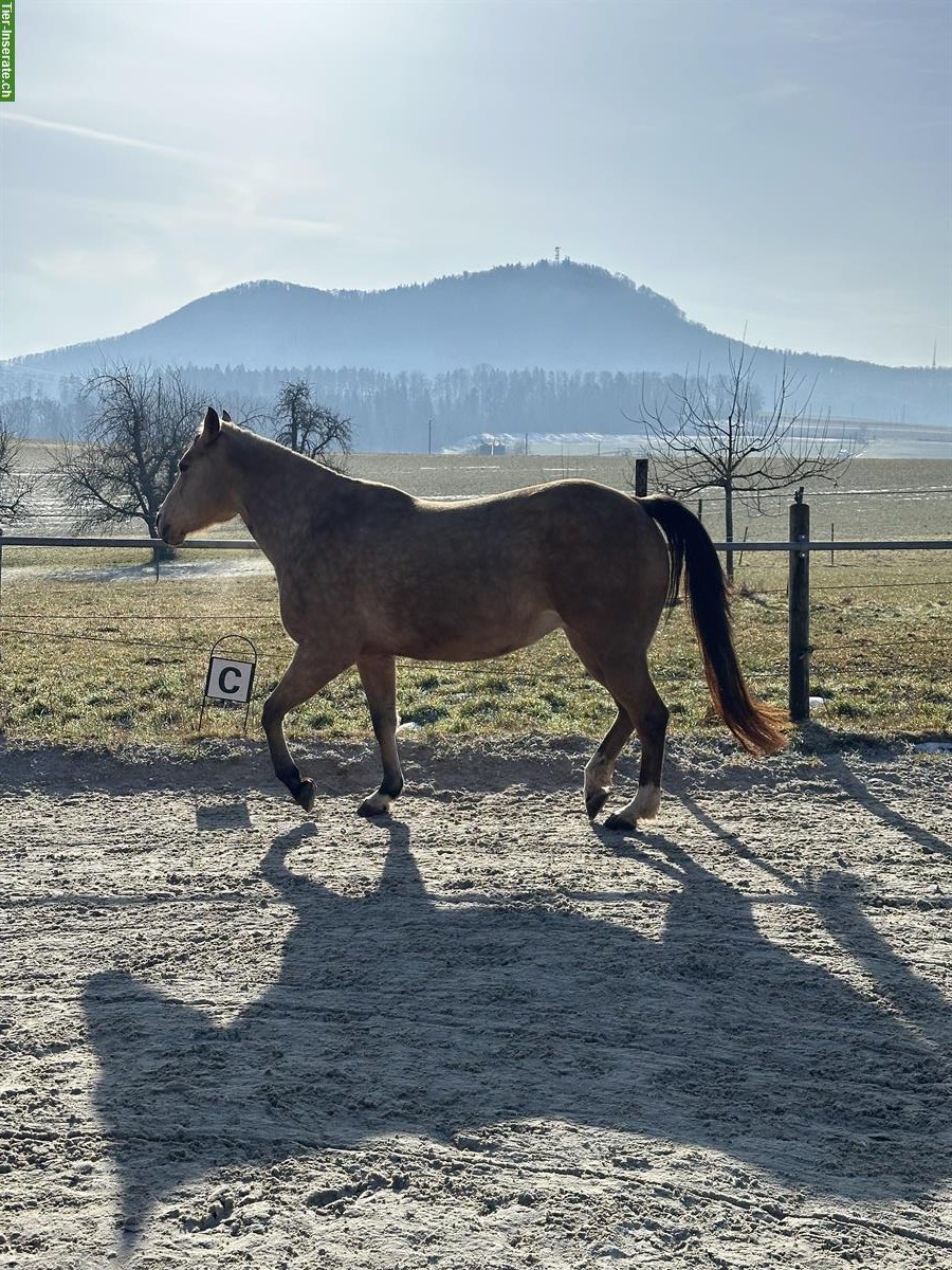 Bild 3: Reitbeteiligung für Quarterstute im Fricktal