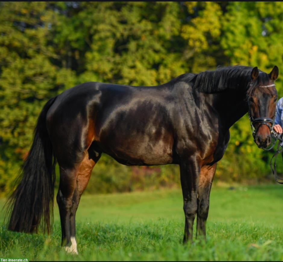 Bild 2: Dressurpferd Flynn, ein Oldenburger Wallach sucht Top-Platz