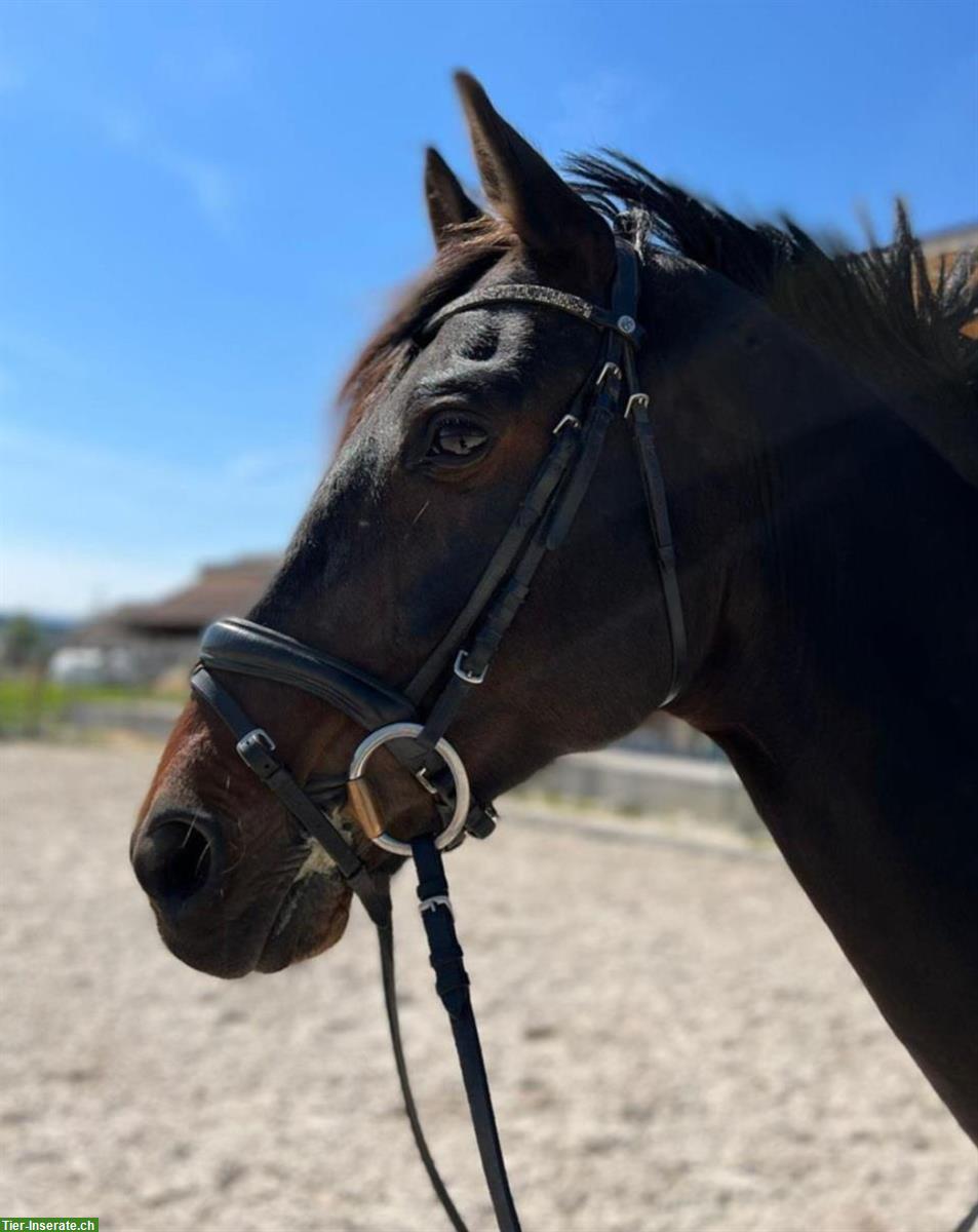 Bild 3: Dressurpferd Flynn, ein Oldenburger Wallach sucht Top-Platz