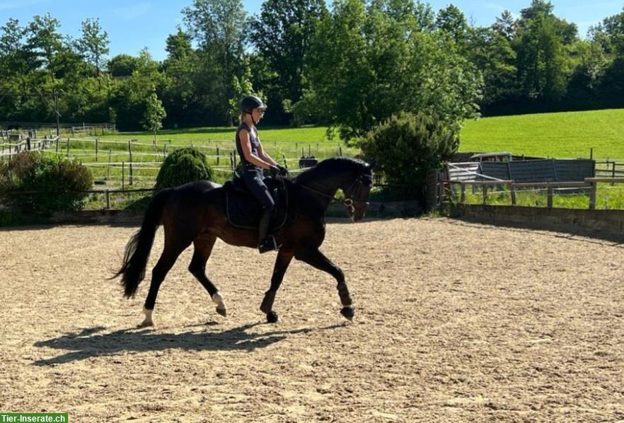 Bild 4: Dressurpferd Flynn, ein Oldenburger Wallach sucht Top-Platz