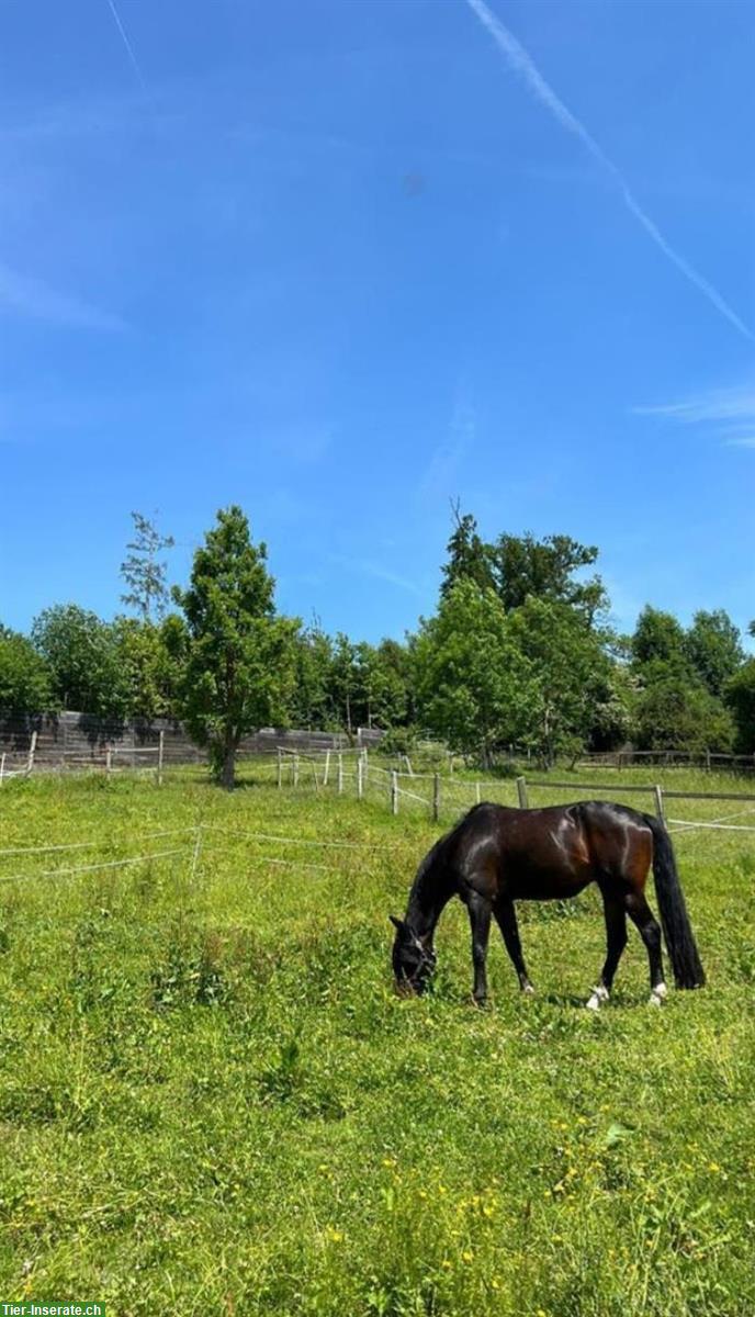 Bild 5: Dressurpferd Flynn, ein Oldenburger Wallach sucht Top-Platz