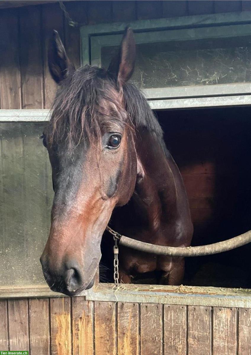 Bild 6: Dressurpferd Flynn, ein Oldenburger Wallach sucht Top-Platz