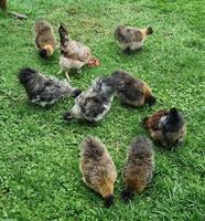 Zwerg Seidenhühner Bruteier und Küken