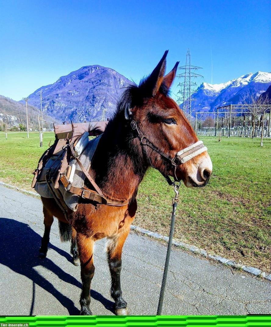 Schweizer MAULTIER WALLACH in Topform