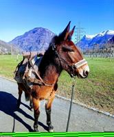 Schweizer MAULTIER WALLACH in Topform