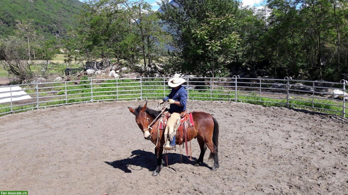 Bild 2: Schweizer MAULTIER WALLACH in Topform