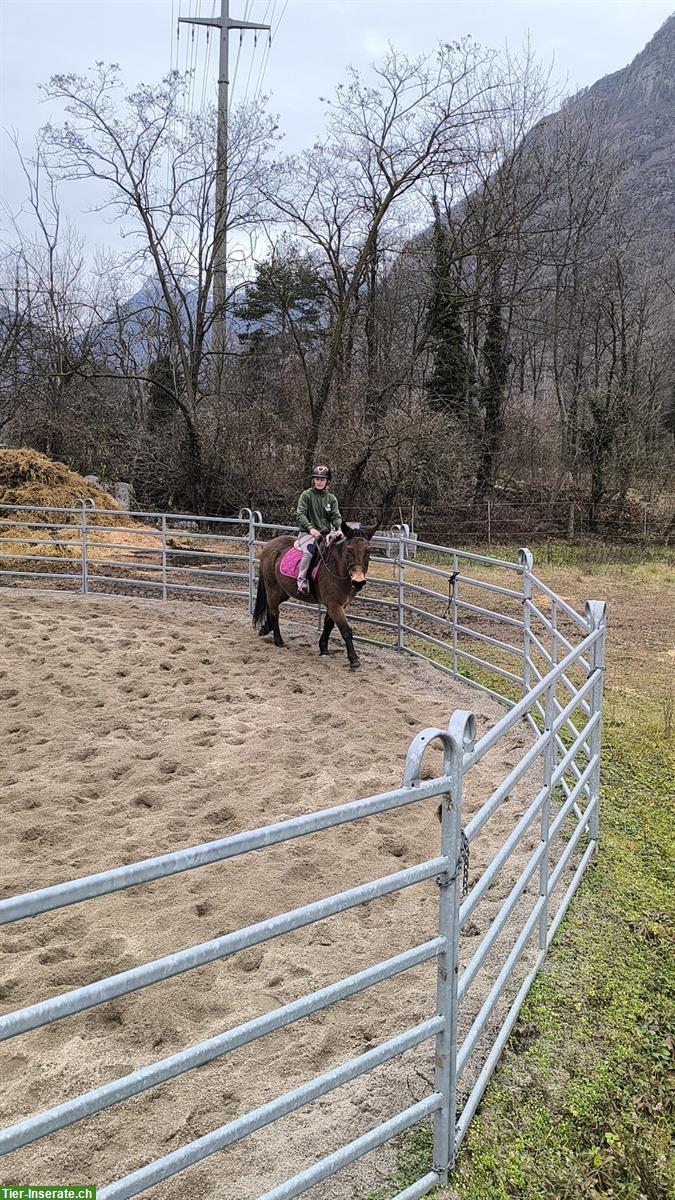 Bild 3: Schweizer MAULTIER WALLACH in Topform