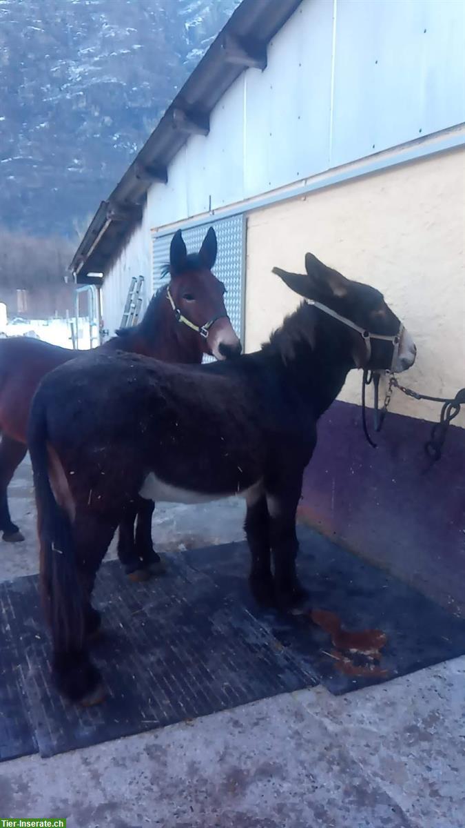 Bild 4: Schweizer MAULTIER WALLACH in Topform