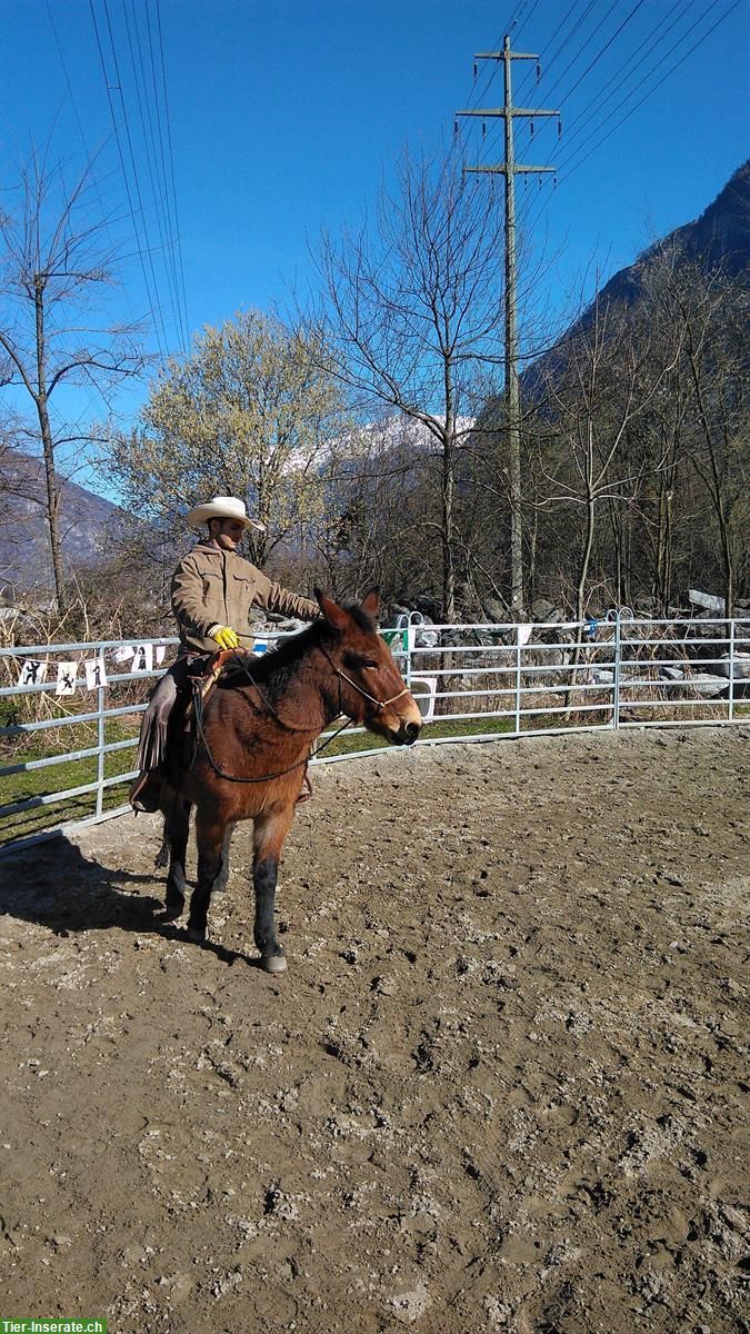 Bild 5: Schweizer MAULTIER WALLACH in Topform