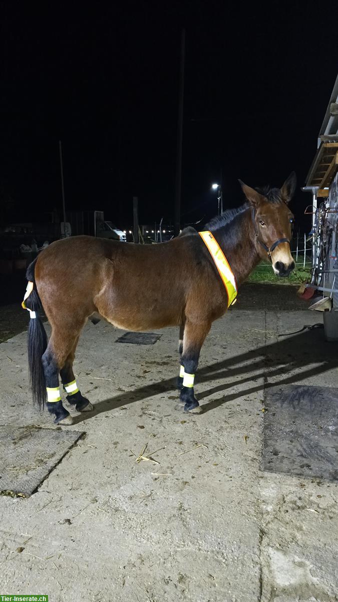 Bild 6: Schweizer MAULTIER WALLACH in Topform