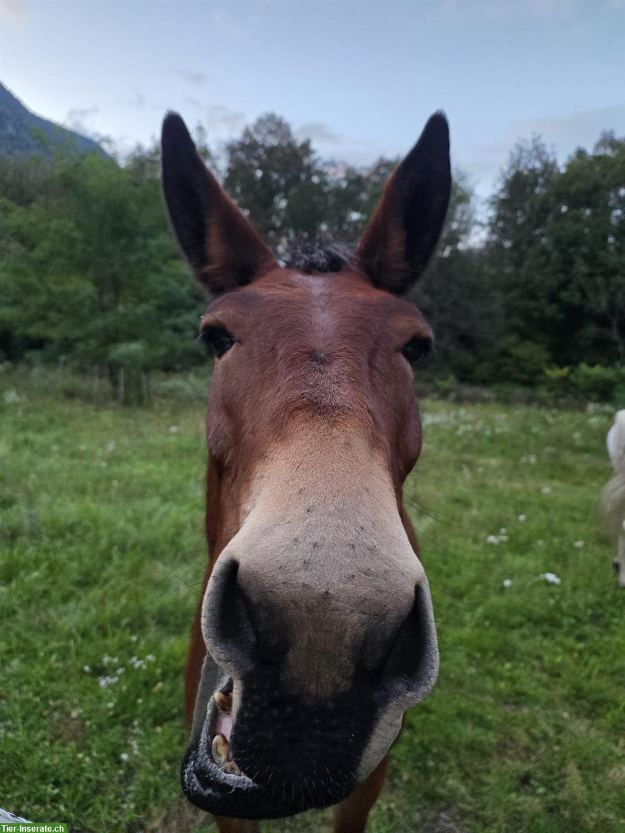 Bild 7: Schweizer MAULTIER WALLACH in Topform