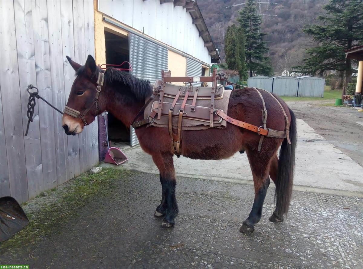 Bild 8: Schweizer MAULTIER WALLACH in Topform