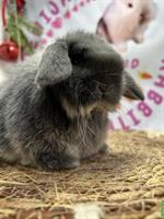 Minilop Zwergkaninchen männlich zur Abgabe