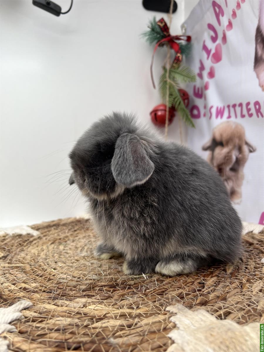 Bild 2: Minilop Zwergkaninchen männlich zur Abgabe