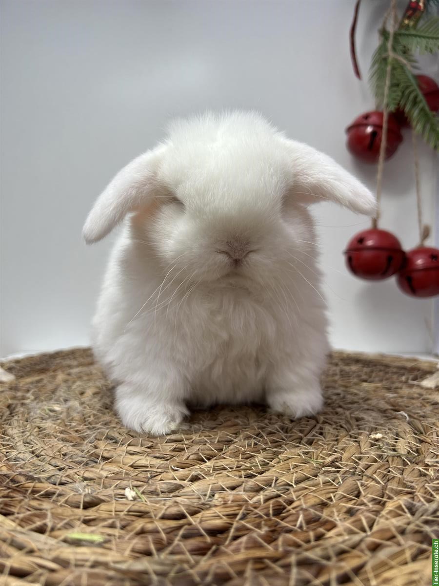 Bild 3: Minilop Zwergkaninchen männlich zur Abgabe