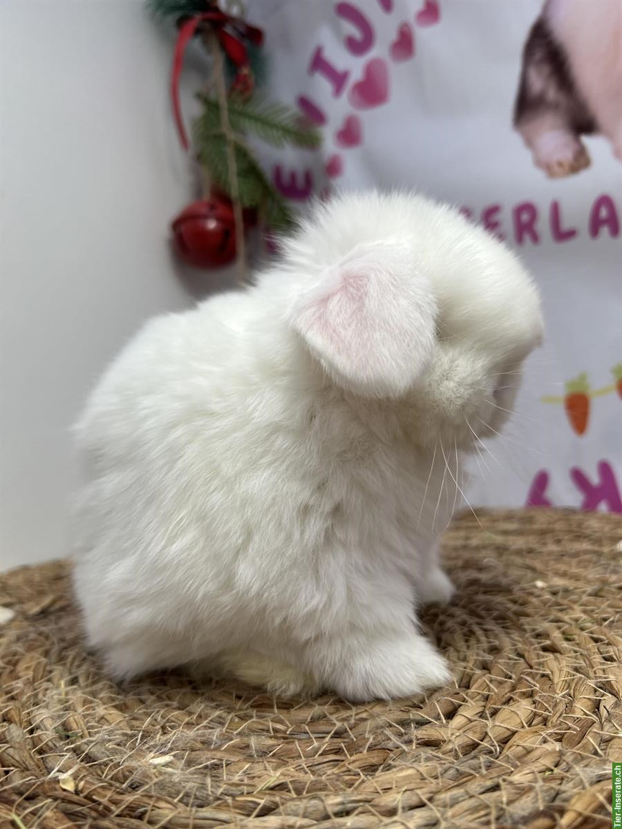 Bild 4: Minilop Zwergkaninchen männlich zur Abgabe