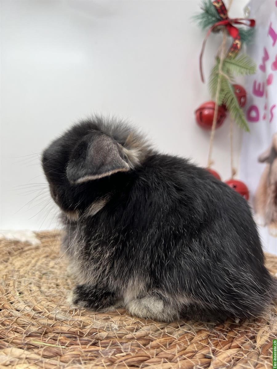 Bild 5: Minilop Zwergkaninchen männlich zur Abgabe