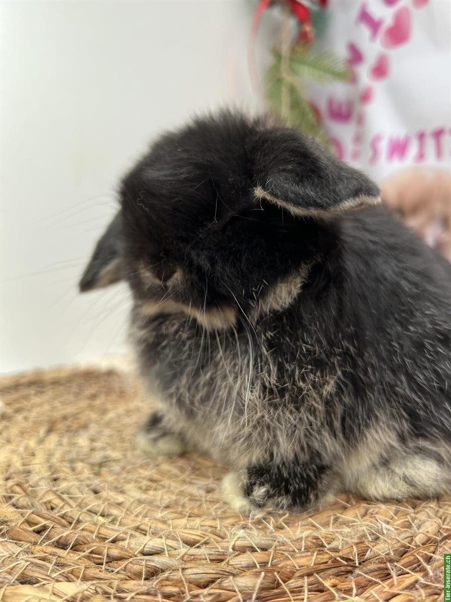 Bild 6: Minilop Zwergkaninchen männlich zur Abgabe