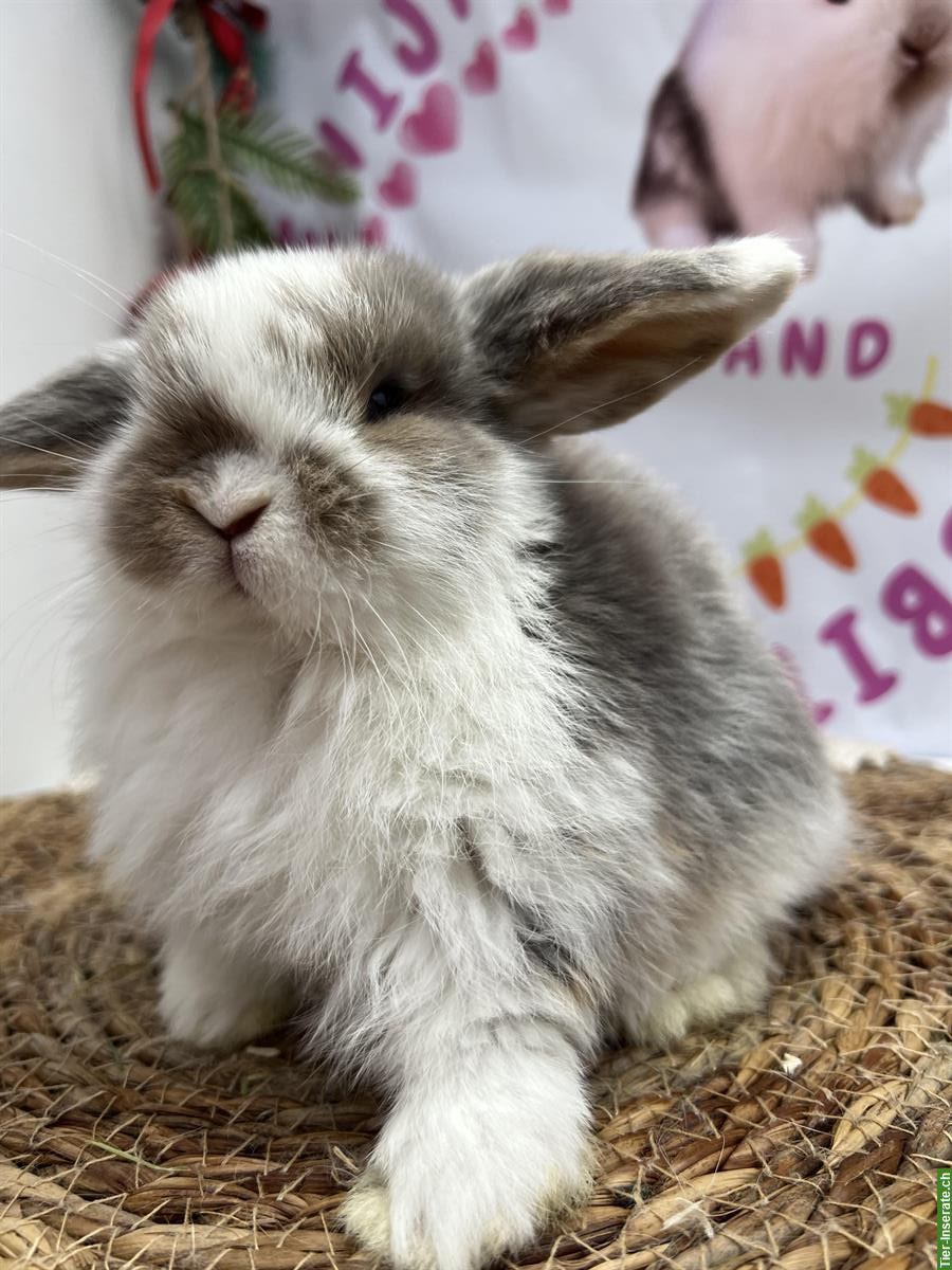 Bild 7: Minilop Zwergkaninchen männlich zur Abgabe