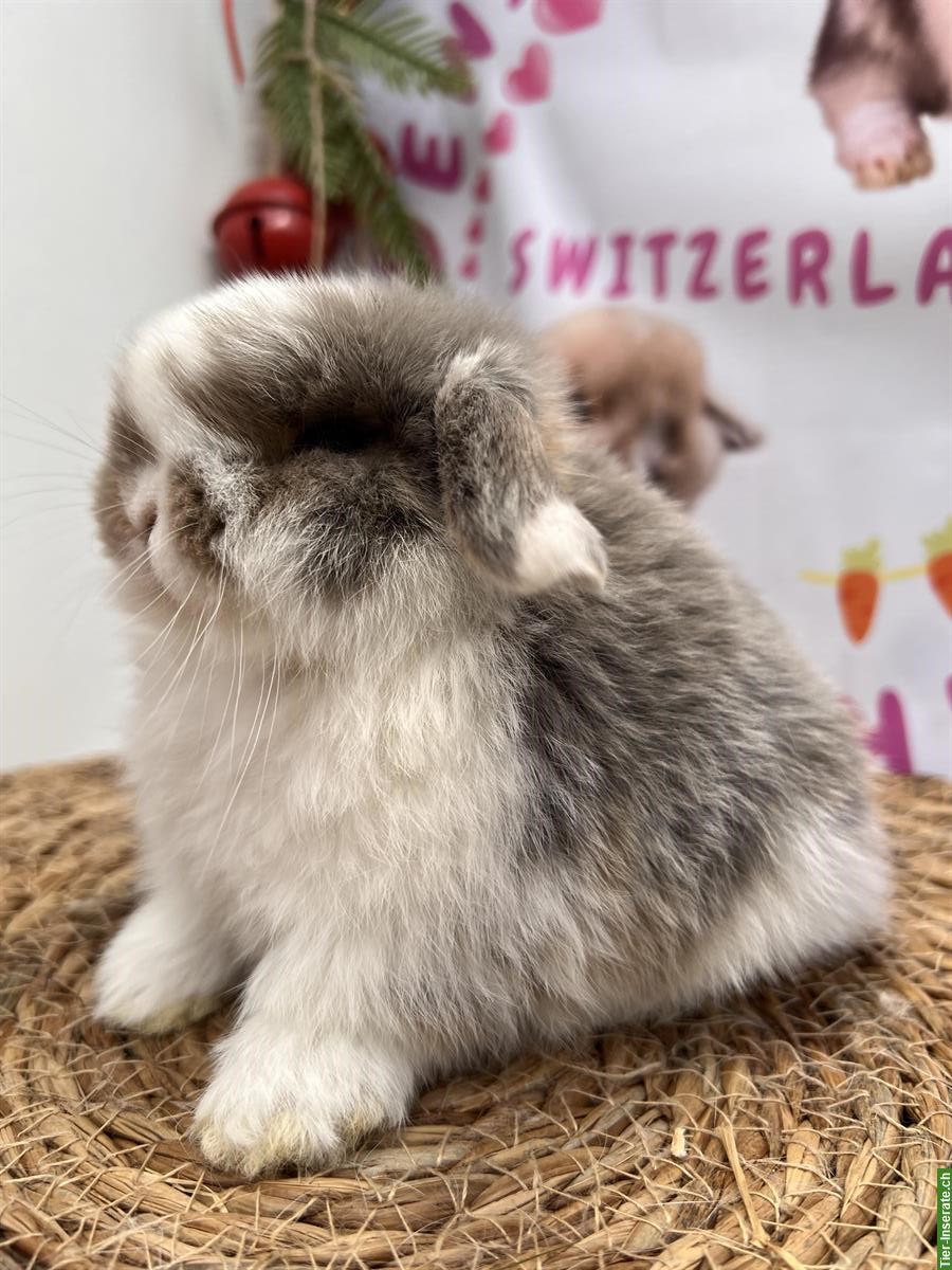 Bild 8: Minilop Zwergkaninchen männlich zur Abgabe