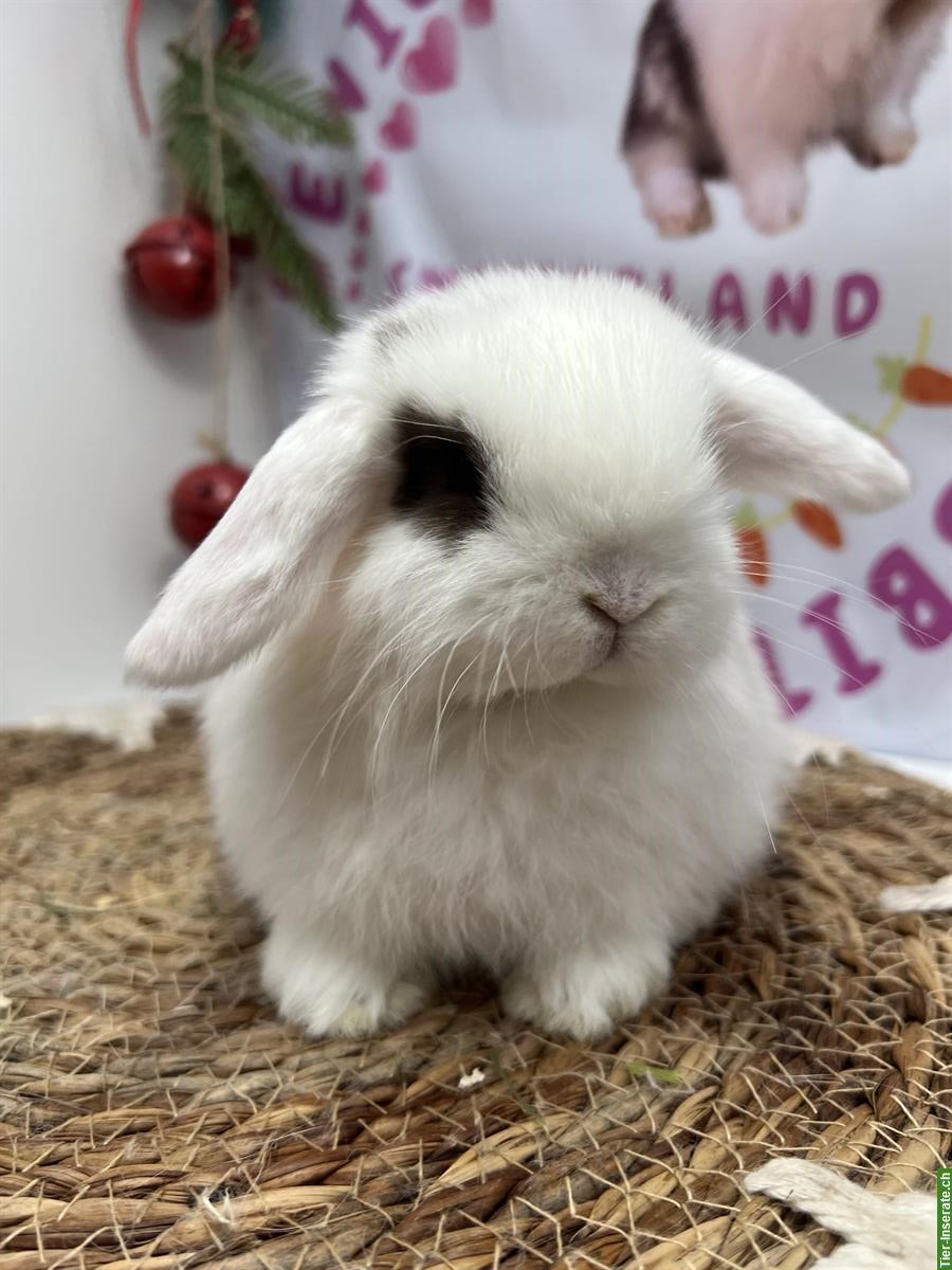 Minilop Zwergkaninchen weiblich aus Hobbyzucht