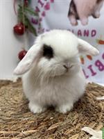 Minilop Zwergkaninchen weiblich aus Hobbyzucht