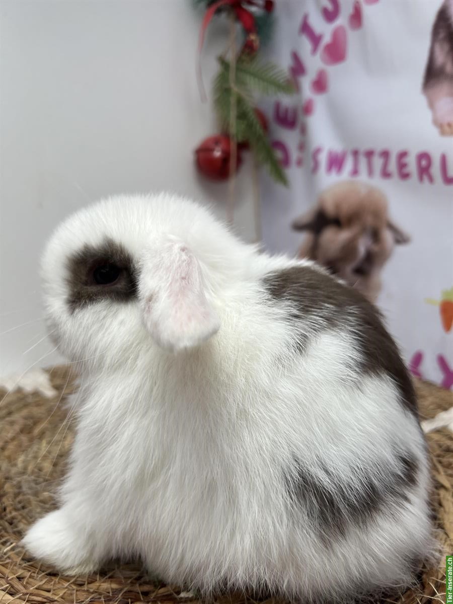 Bild 2: Minilop Zwergkaninchen weiblich aus Hobbyzucht