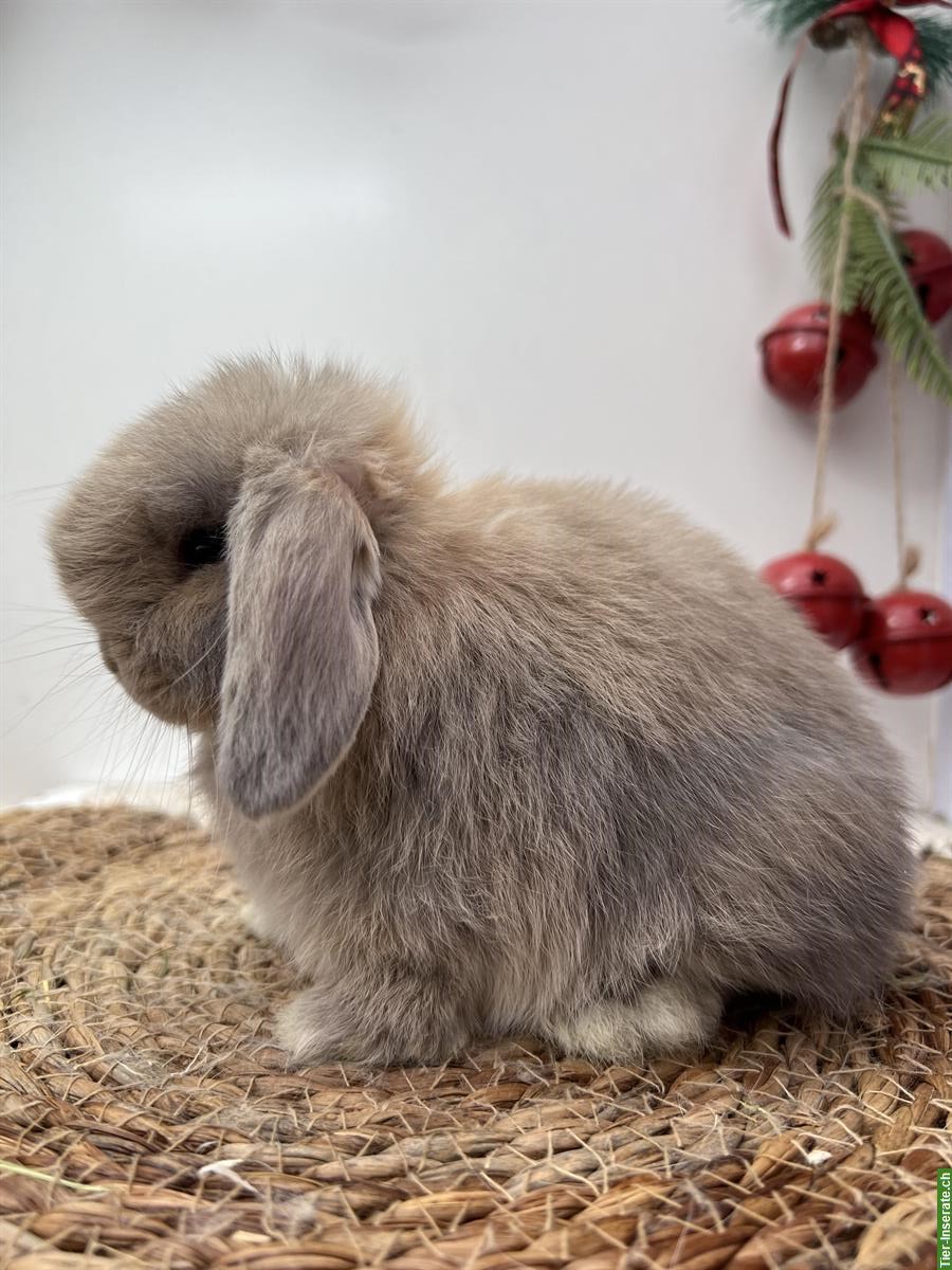 Bild 3: Minilop Zwergkaninchen weiblich aus Hobbyzucht