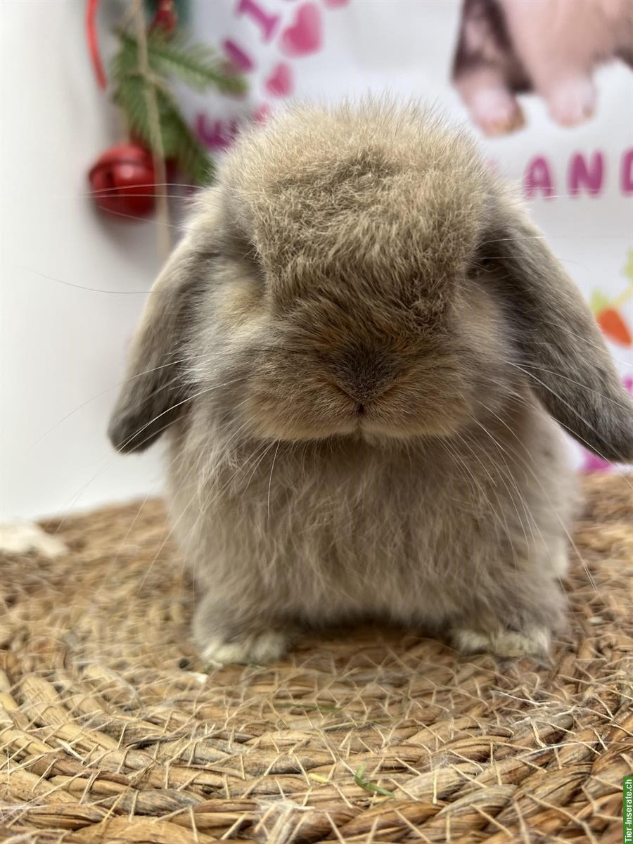 Bild 4: Minilop Zwergkaninchen weiblich aus Hobbyzucht