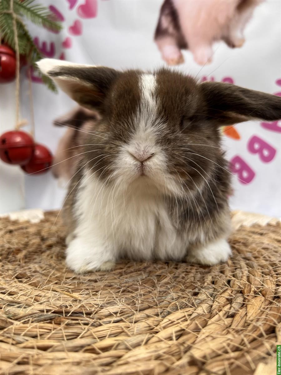 Bild 5: Minilop Zwergkaninchen weiblich aus Hobbyzucht