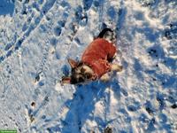 Zwergschnauzer x Französische Bulldogge Rüde