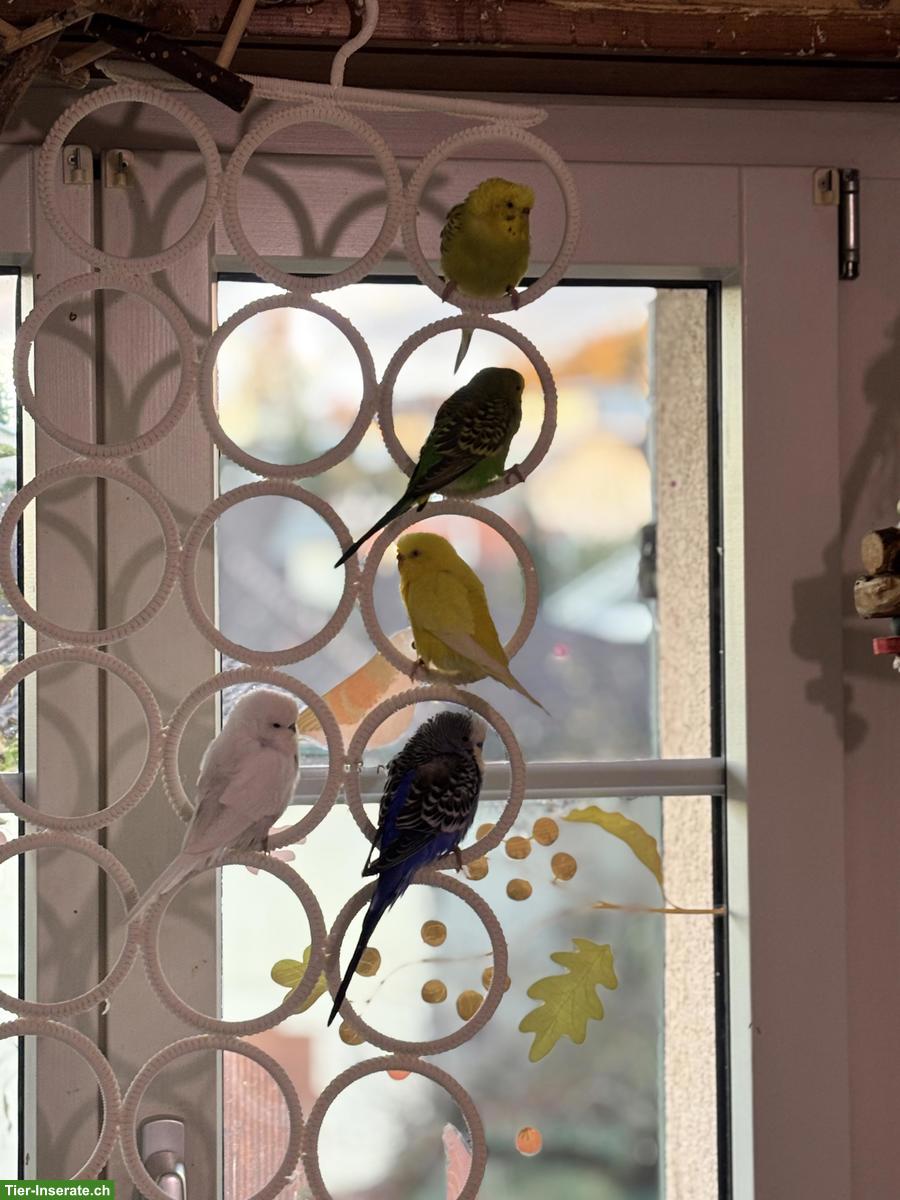 Wellensittiche, grün, blau, weiss, gelb