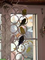 Wellensittiche, grün, blau, weiss, gelb