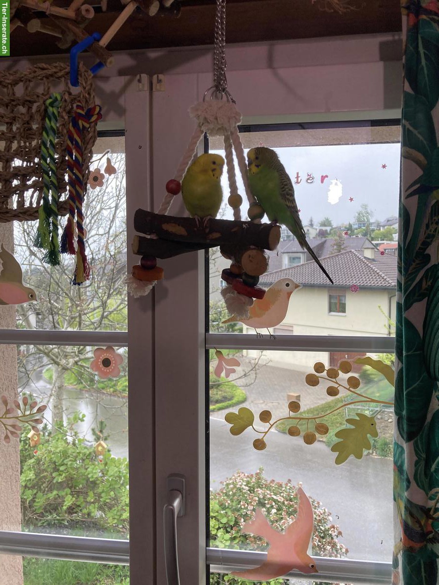 Bild 2: Wellensittiche, grün, blau, weiss, gelb