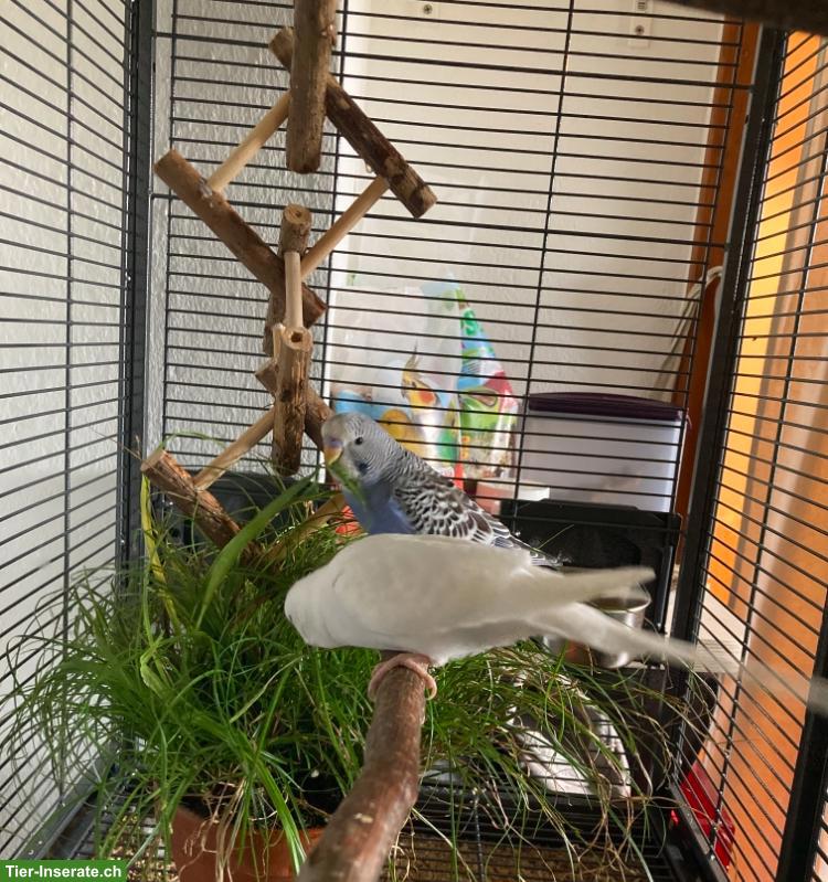 Bild 3: Wellensittiche, grün, blau, weiss, gelb