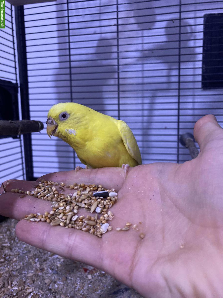 Bild 4: Wellensittiche, grün, blau, weiss, gelb