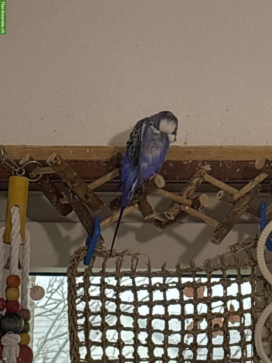 Bild 5: Wellensittiche, grün, blau, weiss, gelb