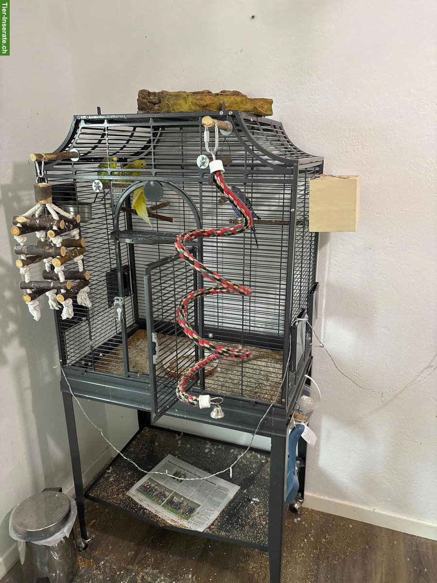 Bild 6: Wellensittiche, grün, blau, weiss, gelb