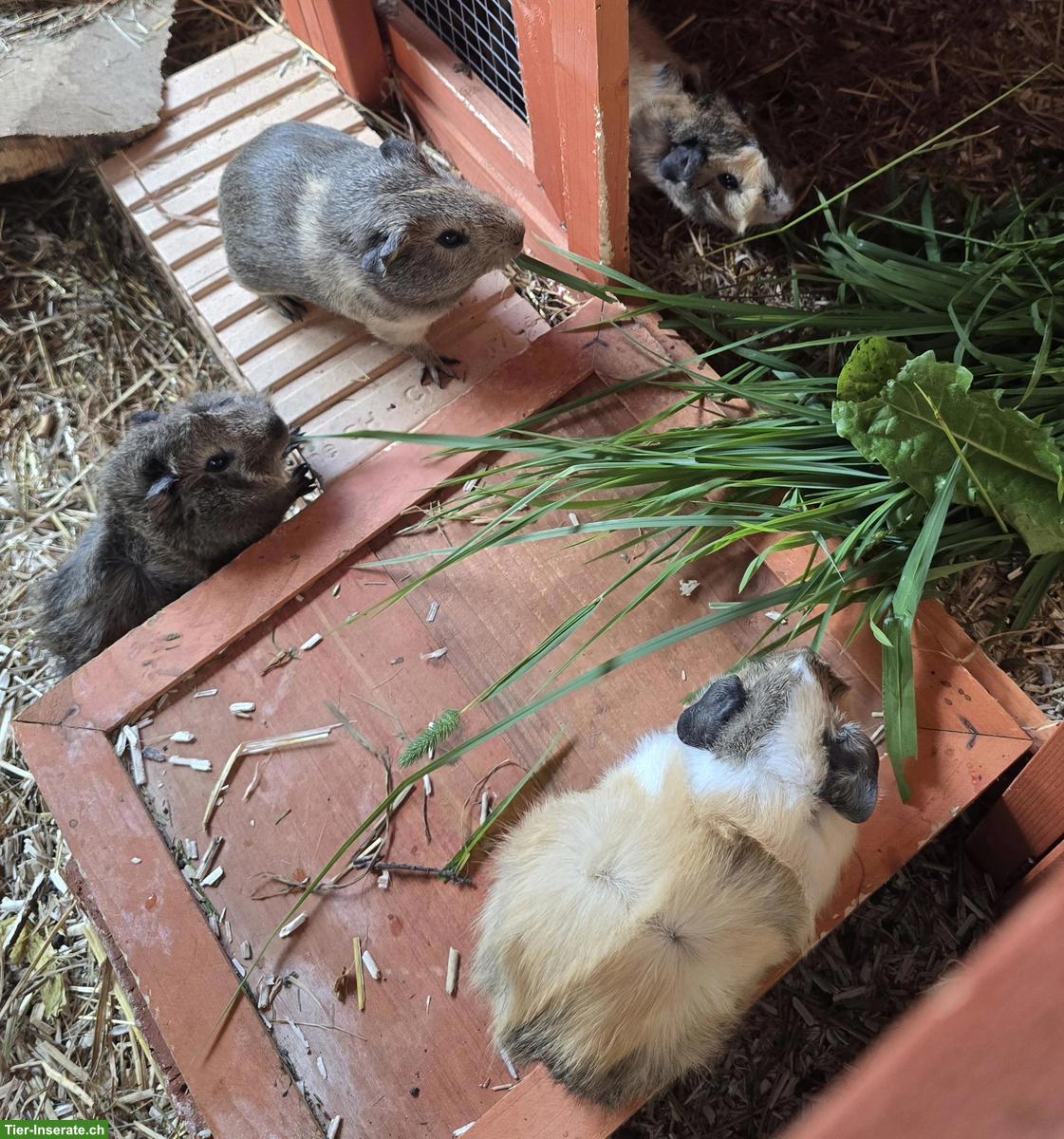 Junge Meerschweinchen Brüder, nicht kastriert, mit oder ohne Käfig