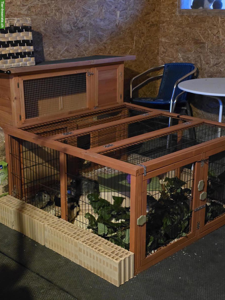 Bild 2: Junge Meerschweinchen Brüder, nicht kastriert, mit oder ohne Käfig