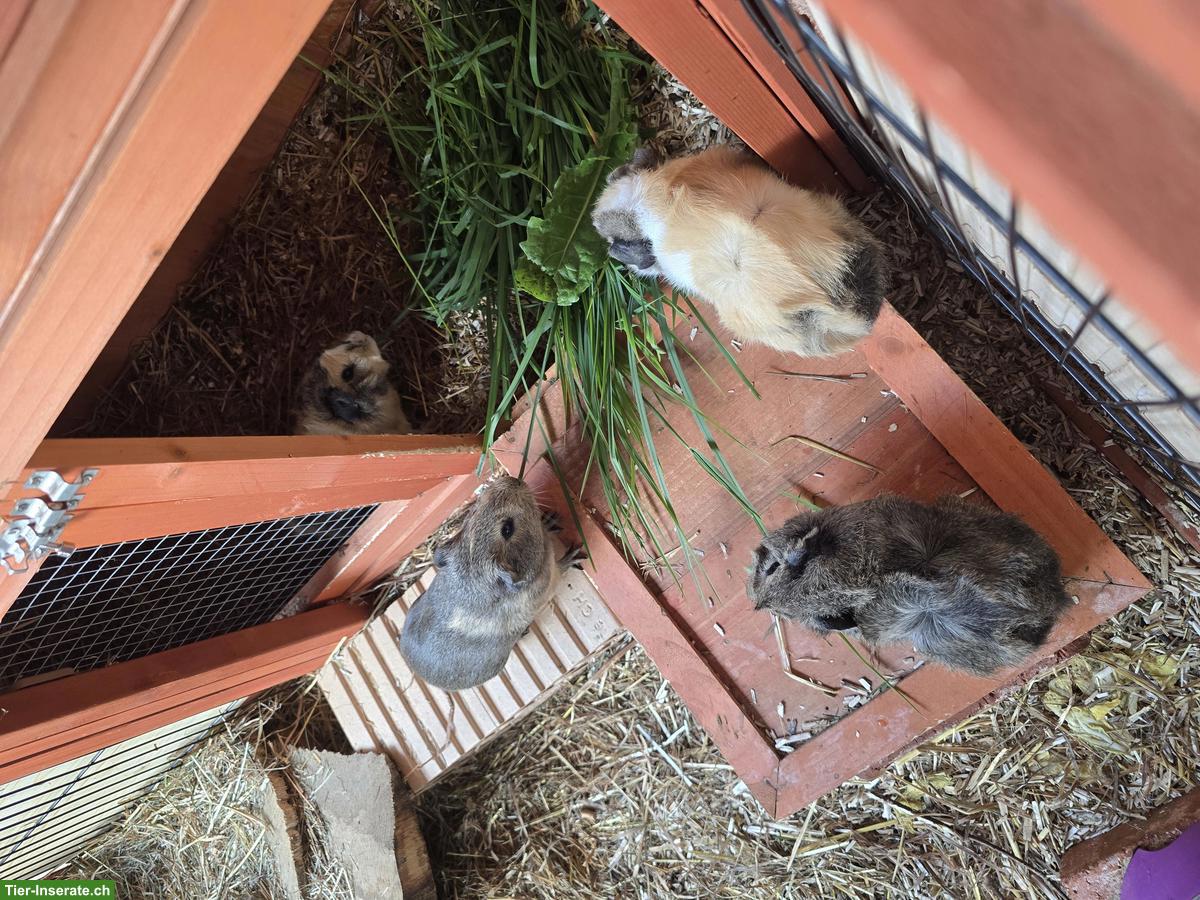 Bild 3: Junge Meerschweinchen Brüder, nicht kastriert, mit oder ohne Käfig