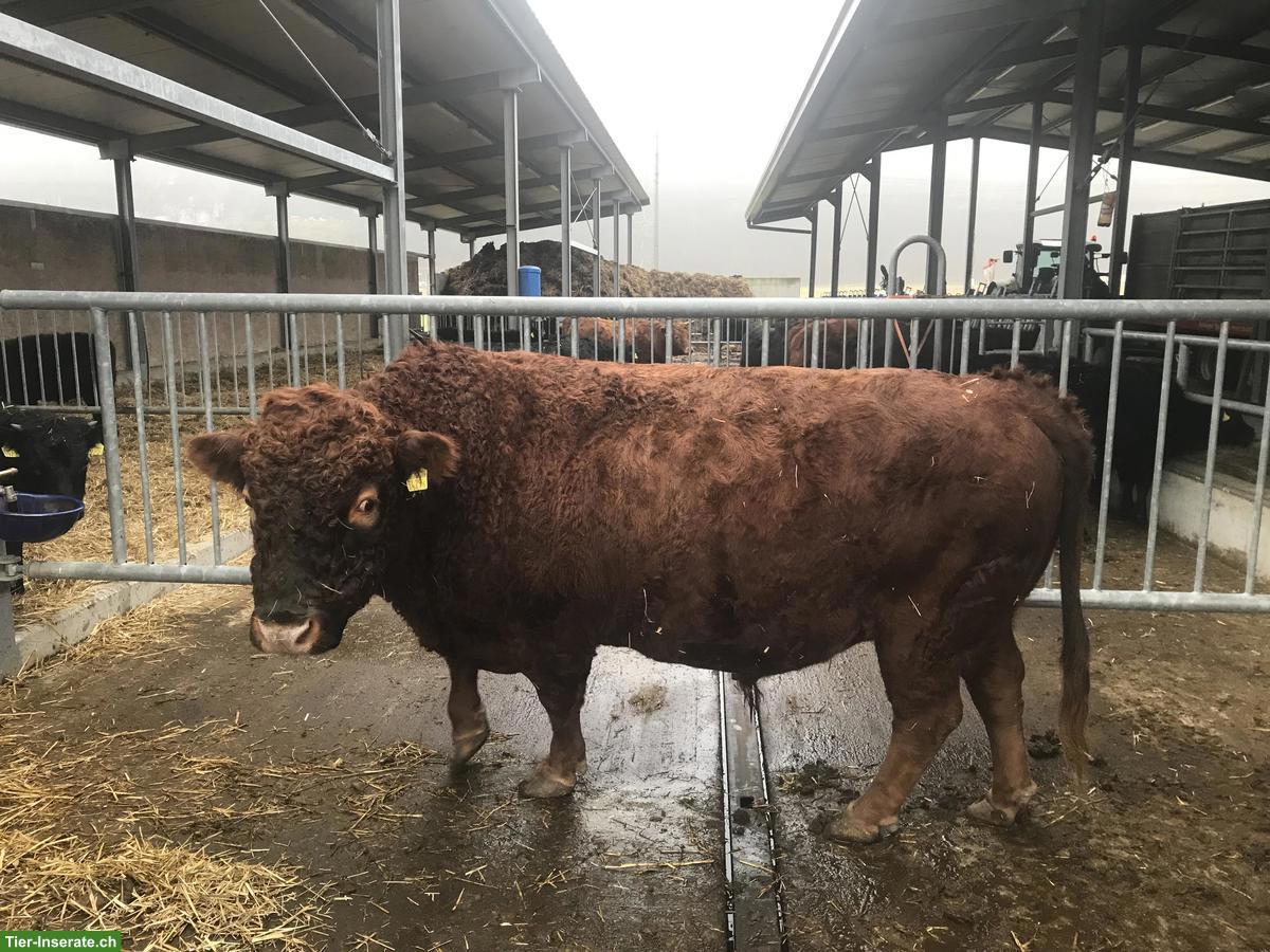 Dexter Stier, 9-jährig, zu verkaufen