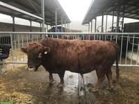 Dexter Stier, 9-jährig, zu verkaufen