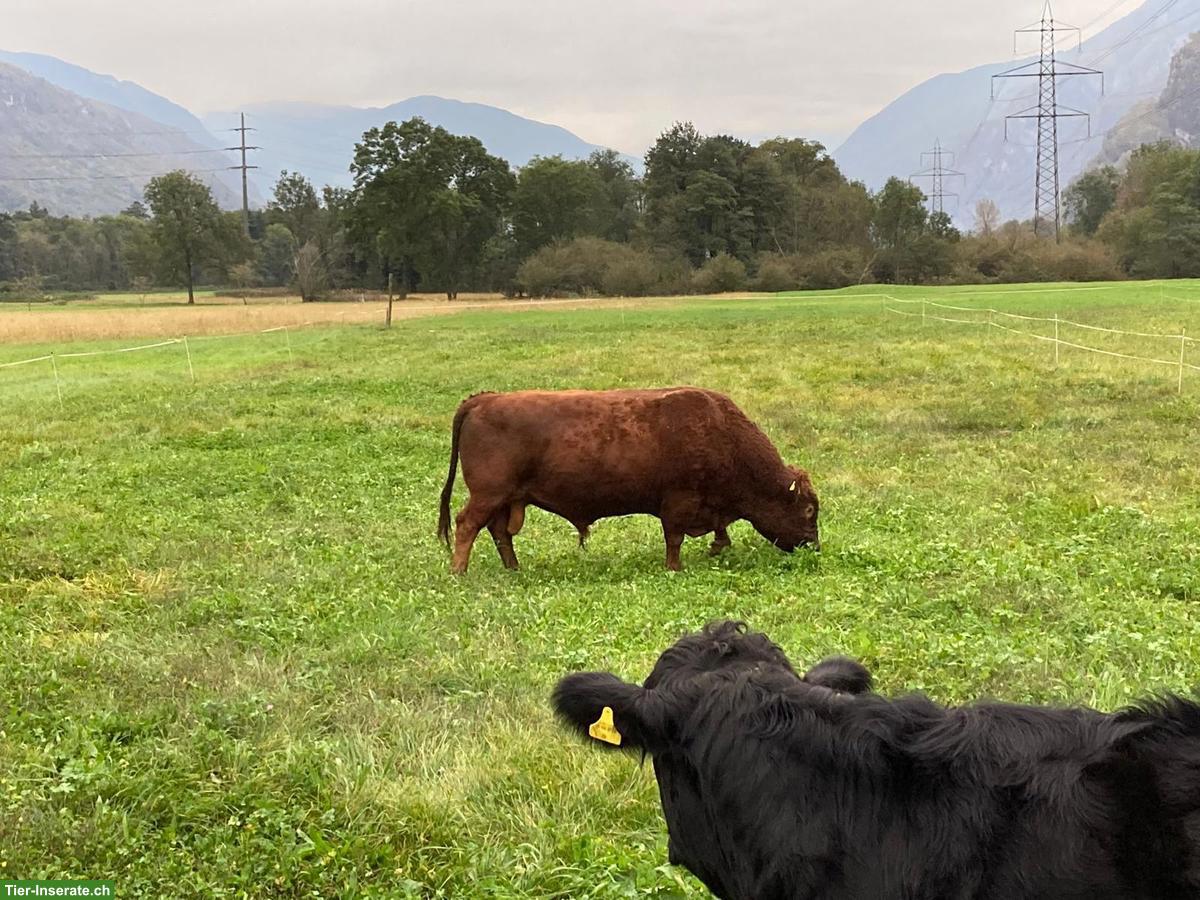 Bild 2: Dexter Stier, 9-jährig, zu verkaufen