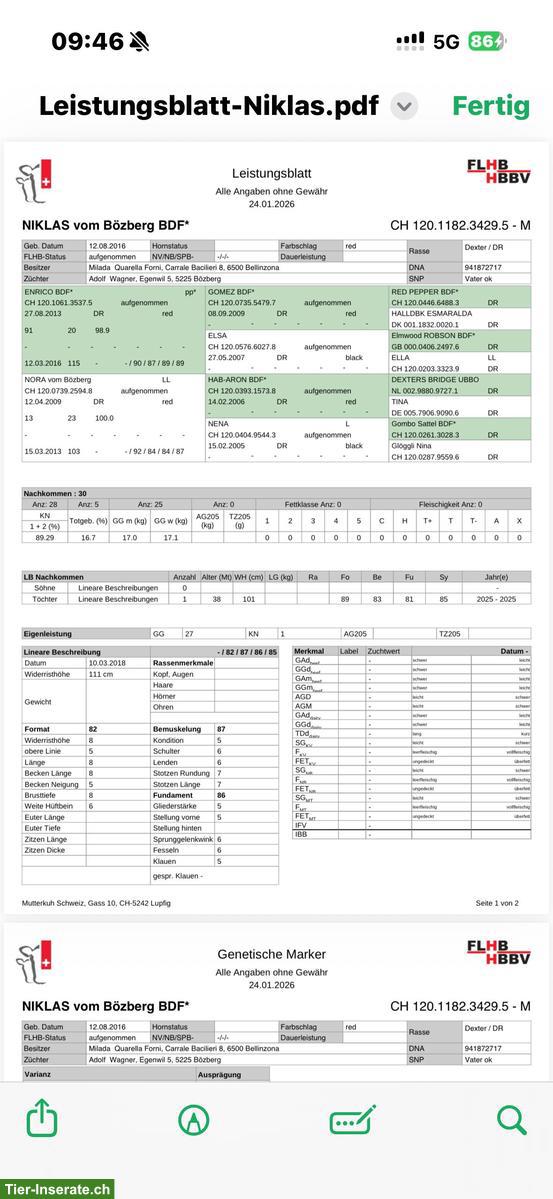 Bild 3: Dexter Stier, 9-jährig, zu verkaufen